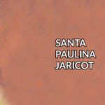 Santa Paulina Jaricot Santos